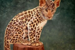 Jaggi the leopard