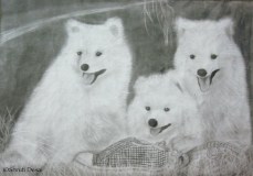 Puppies