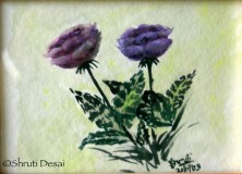 Violet roses