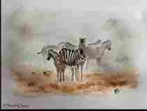 Zebra