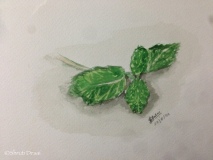 Mint