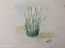 Arid plant